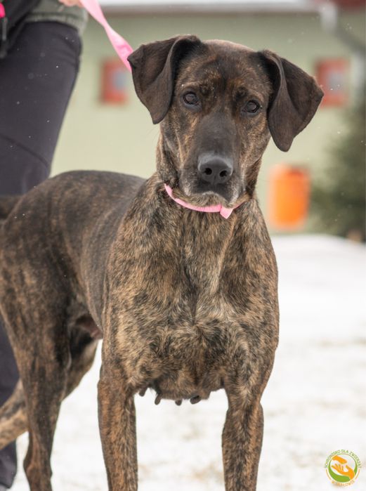 Dora piękna sunia do adopcji