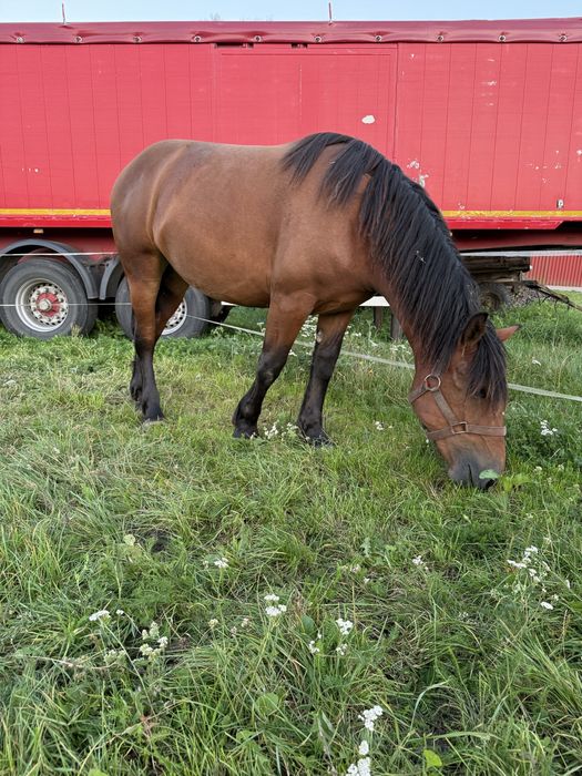 Kobyłka Polski Koń Zimnokrwisty