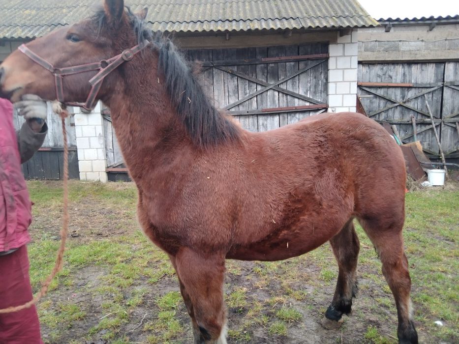 Sprzedam 2 źrebki zimnokrwiste