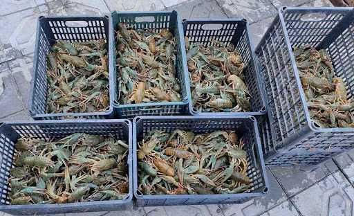 раки різних розмірів.