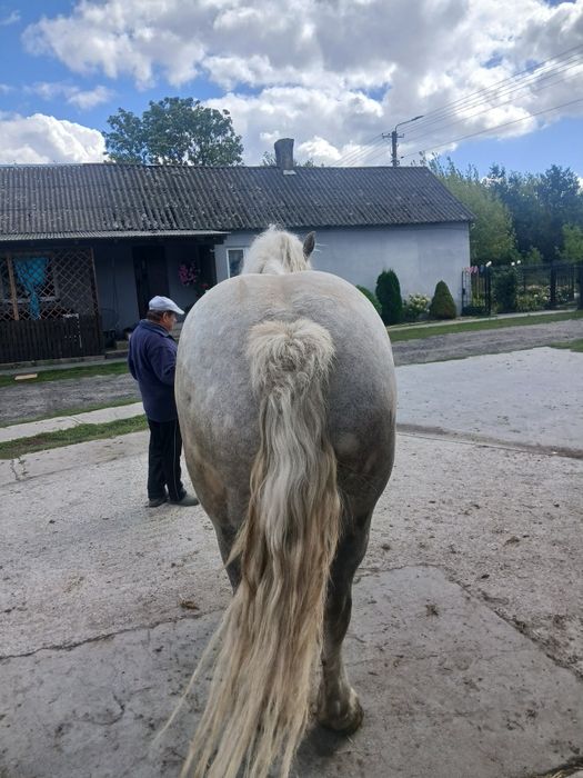 Klacz zimnokrwista