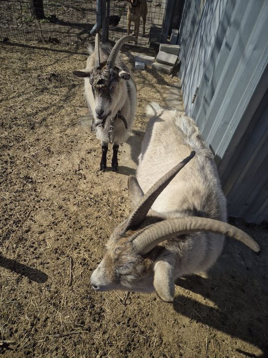 Продам дві кітні кози