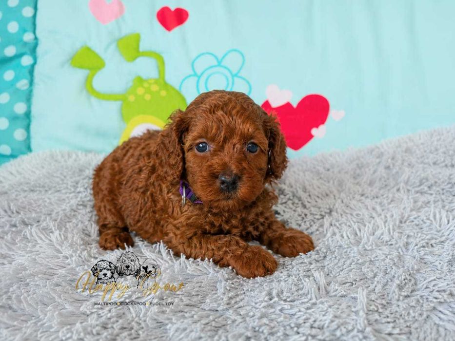Pudel mini,  Cockapoo F1B