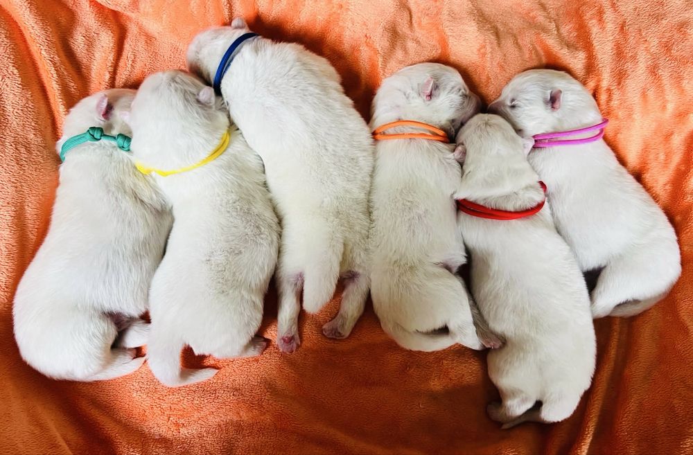Samoyed szczeniaki ZKwP FCI