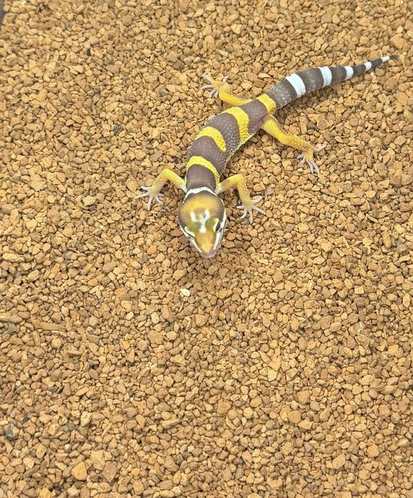 Gekony lamparcie, eublefary, 2-4 miesiace