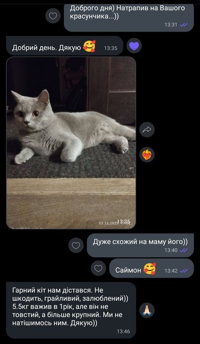 Шотландські висловухі кошенята. (Шотландские вислоухие котята)