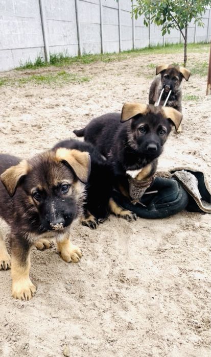 Німецька вівчарка рр КСУ