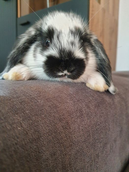 Króliki baranek miniaturka karzełek mini lop. Cena CAŁKOWITA.