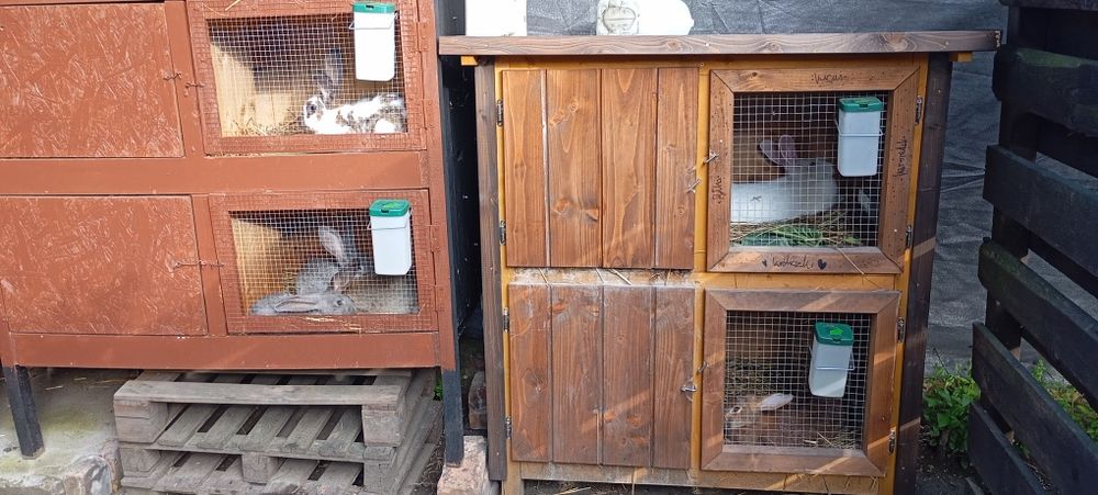 Klatki króliki hodowla