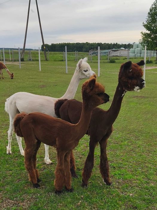 Alpaki młode samczyki ,samice Huacaya