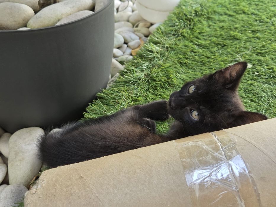Gatinhos machos para adoção