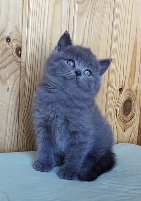 Шотландські котики муркотики