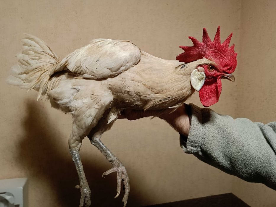 Koguty po 70zł i 100zł