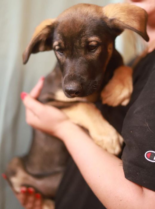 Szczeniaki szukają nowych opiekunów, do adopcji