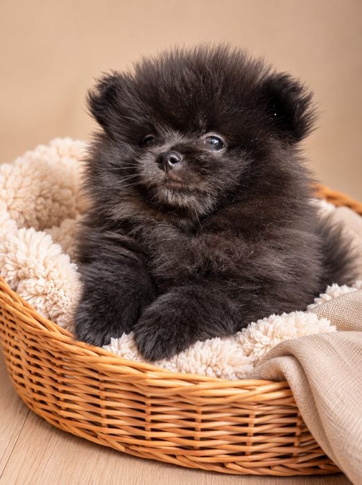 Szpic Miniaturowy