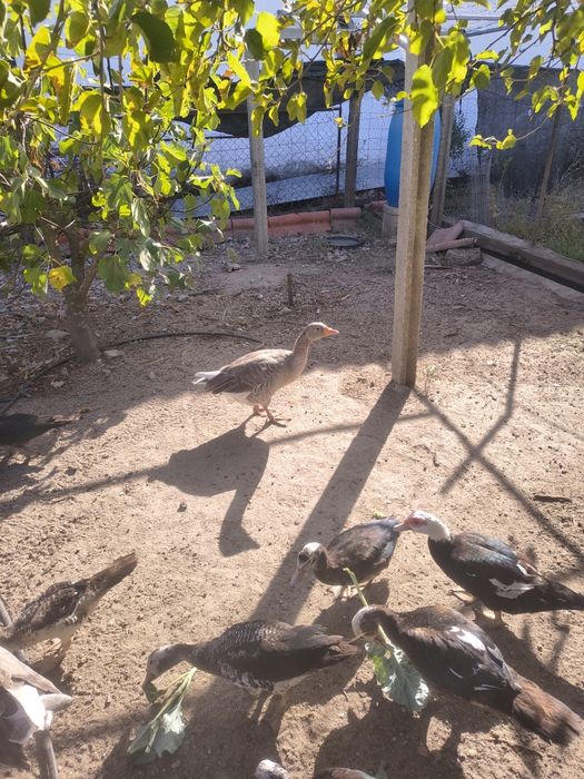 Casal de patos ganços