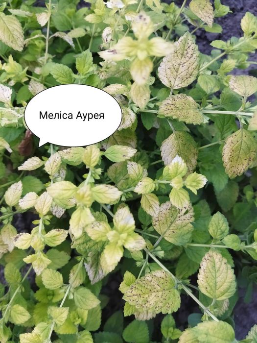 Пряні трави, м'ята, меліса.