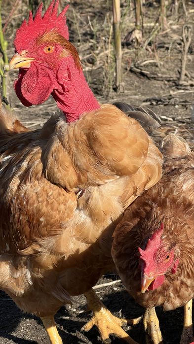 Galo Pescoço Pelado