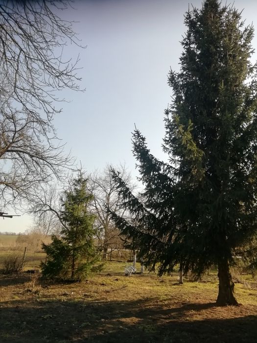 Продам   живу ялинку.Є менша 2000