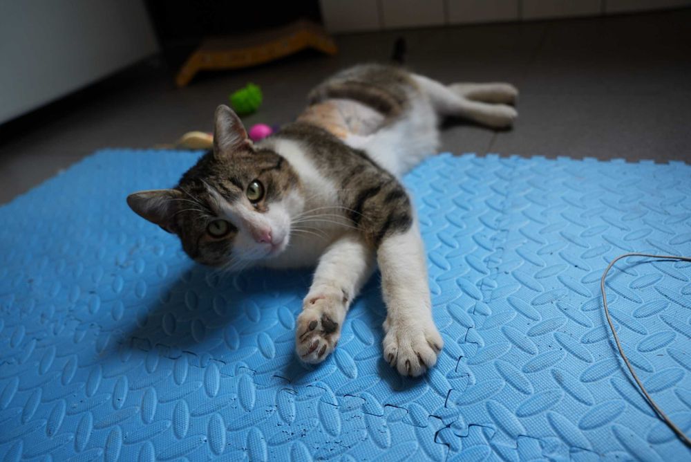 POCISK kot kocurek kochany adopcja schronisko