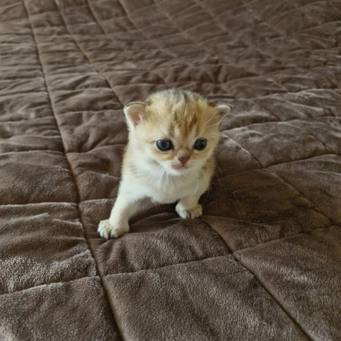 Британська золота шиншила