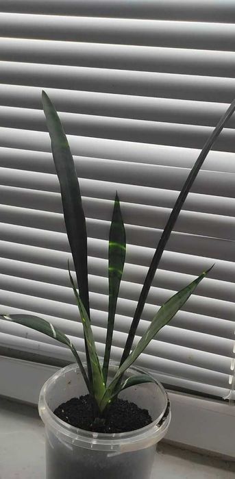 ‼️Продам: Сансевієрія та Грошове дерево!
(з горщиками)