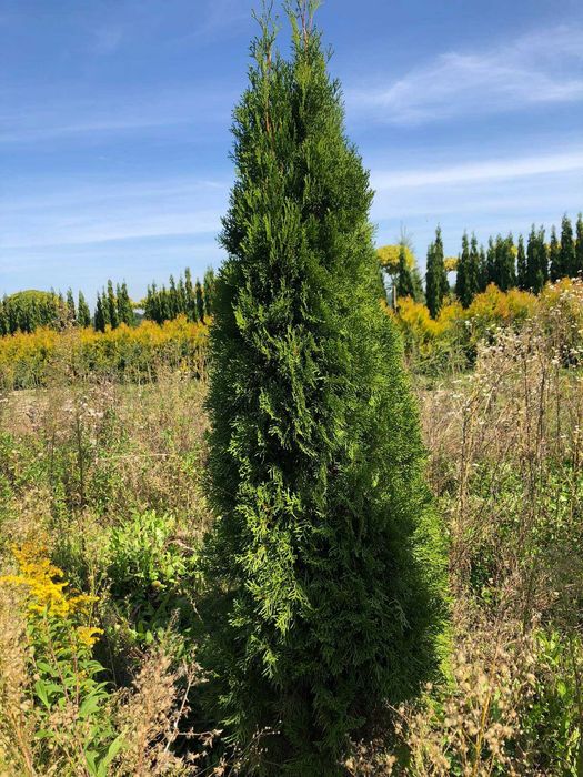 Tuja szmaragd, tuje od 80 do 250 cm!