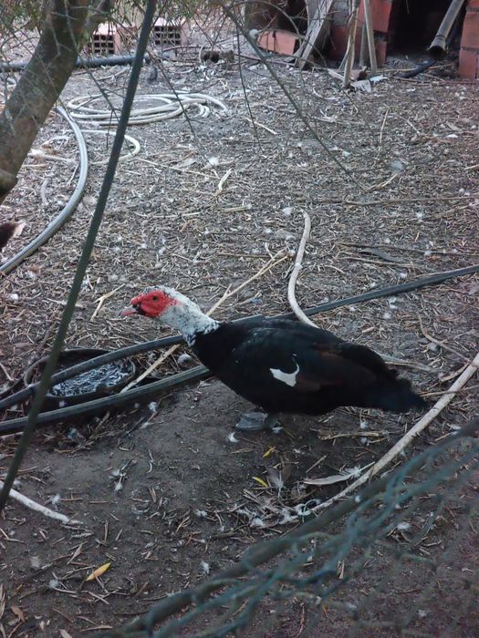 Patos Mudos Adultos