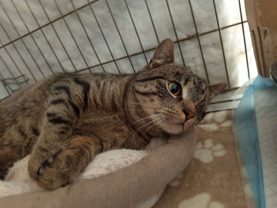 Jednooki kocurek szuka domu