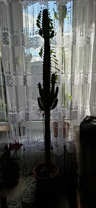 Sprzedam wilczomlecza wys. 1 metr