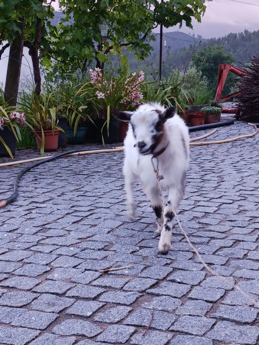 Vendo  chibo anão