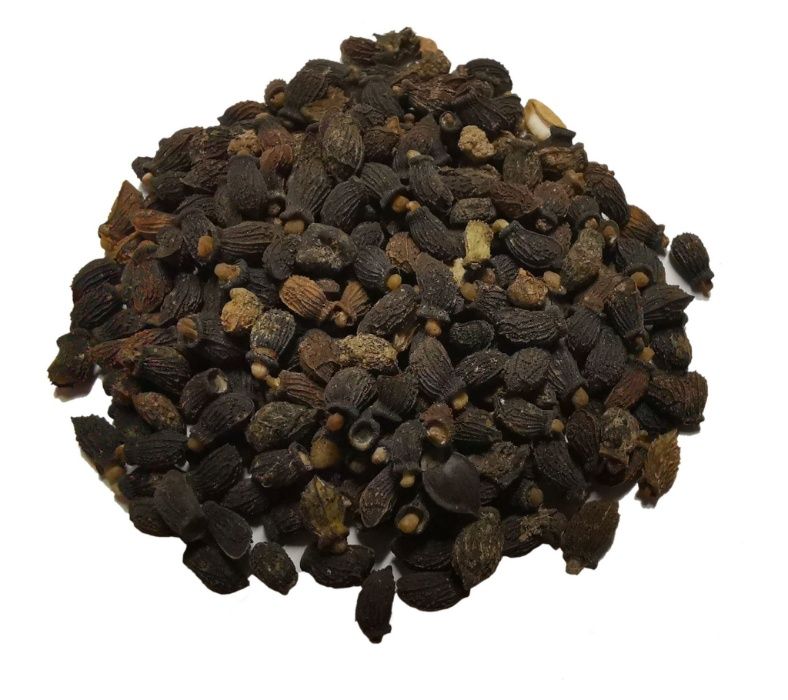 Ogórecznik lekarski Wysyłka gratis Borago officinalis