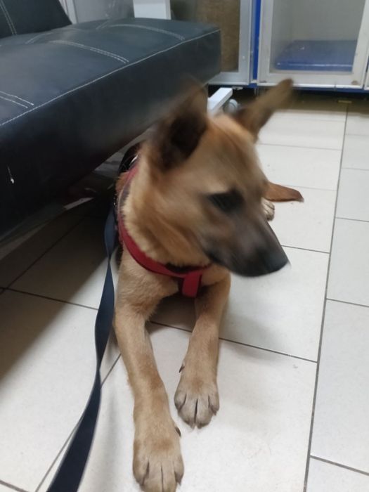 Собаці вкрай ТЕРМІНОВО потрібна родина!