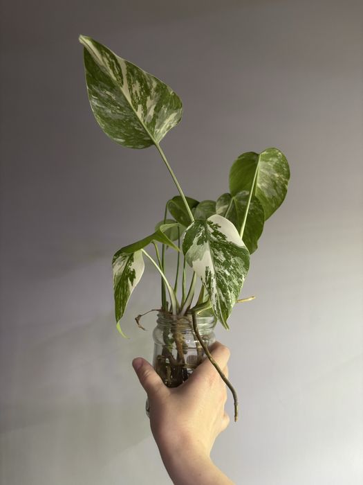 Monstera variegata