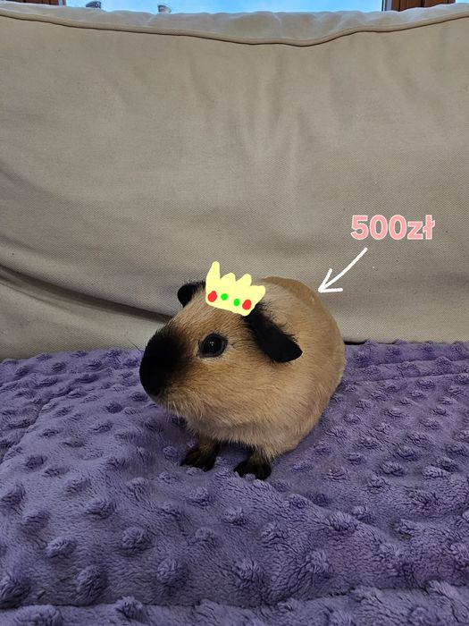 Świnka morska california