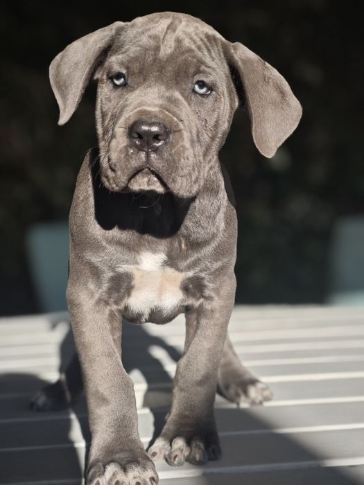 Cane Corso Italiano - Macho Cizento