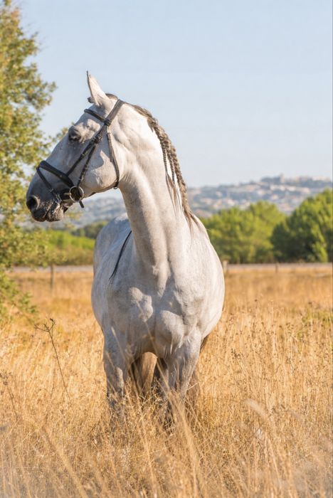 Cavalo Cruzado lusitano
