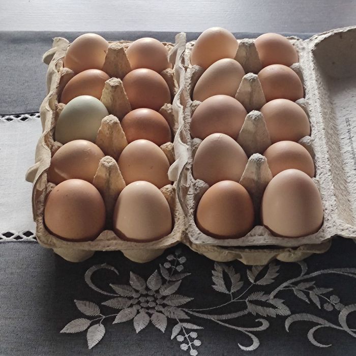 Sprzedam świeże jajka.