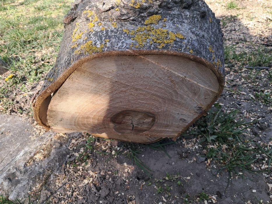 Продам стовбур горіха