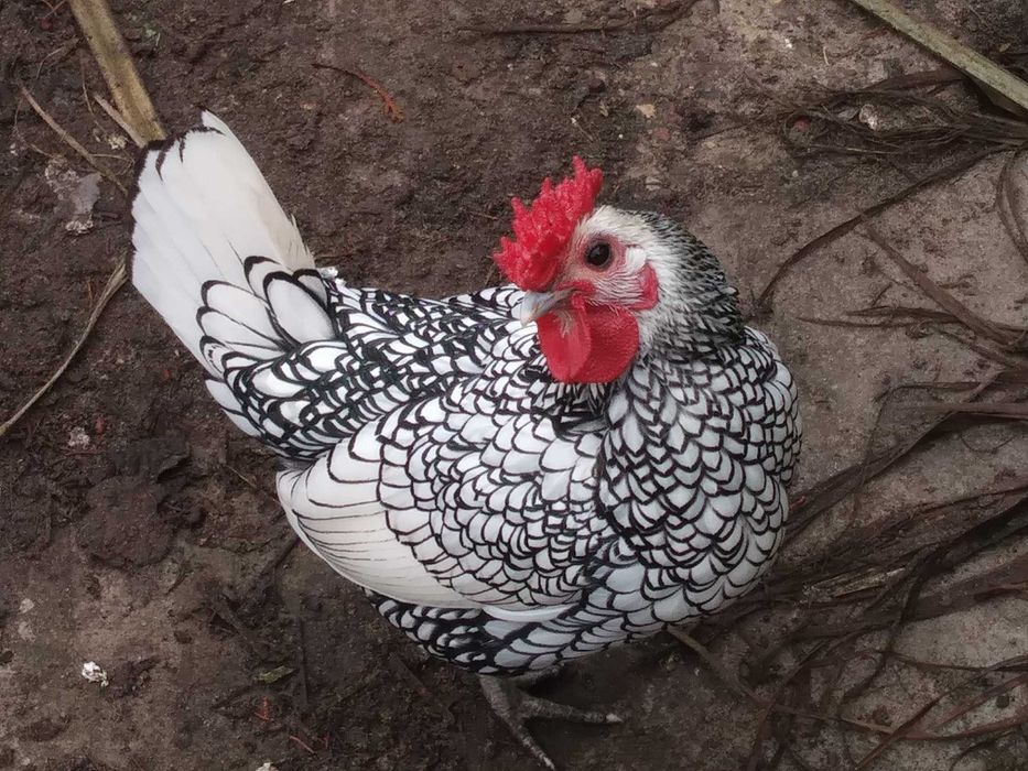 Kury sebrytki koguciki - sprzedam