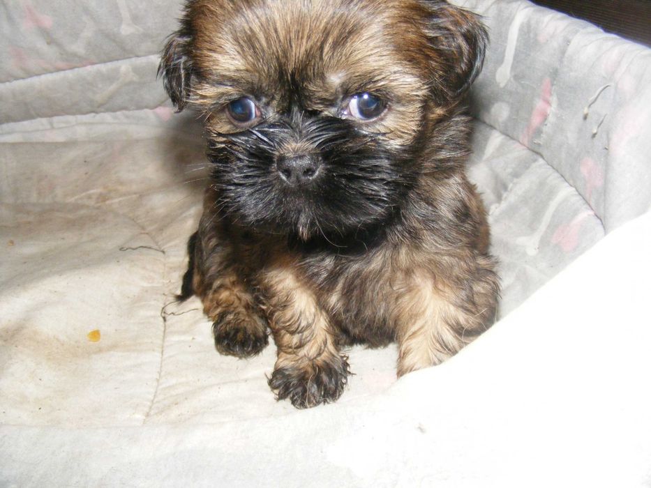 Piękna suczka, bardzo zabawna