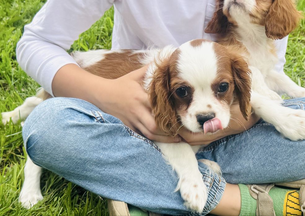 Cavalier King Charles Spaniel piesek z rodowodem blenheim