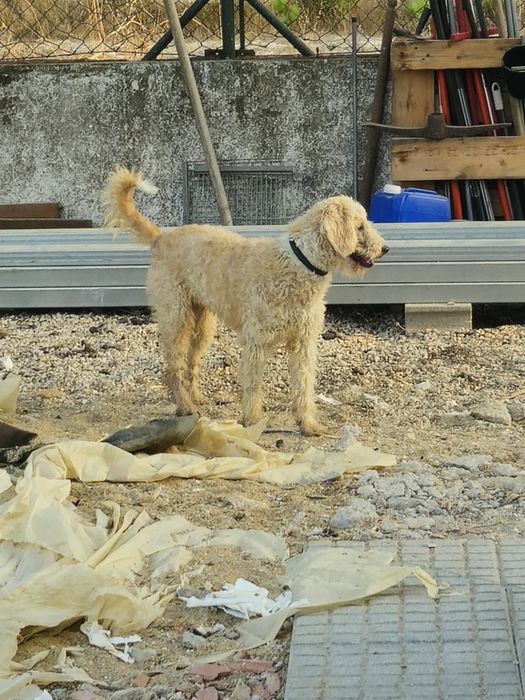 Cadela e cao para adoção