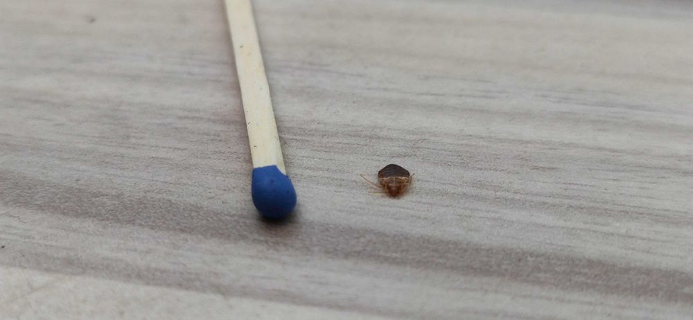 Pluskwy, karaczany, szczury. Dezynsekcja Dezynfekcja Deratyzacja