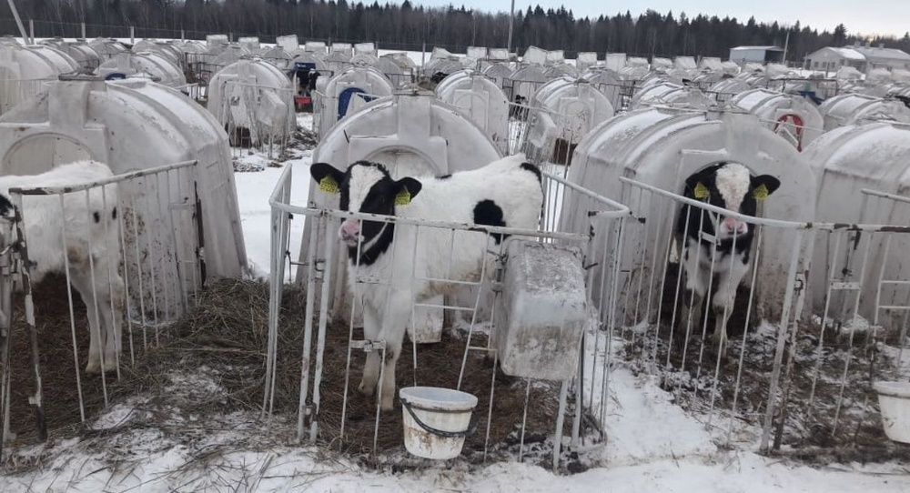Телята. Бычки Отпоенные