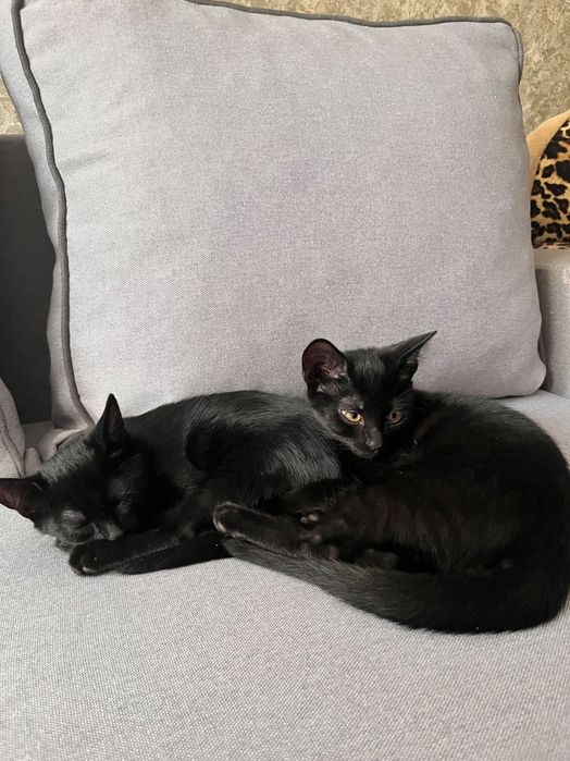 Кошенята!Віддам безкоштовно,два чорних котика чекають на своїх власників!Дуже контактні і милі!