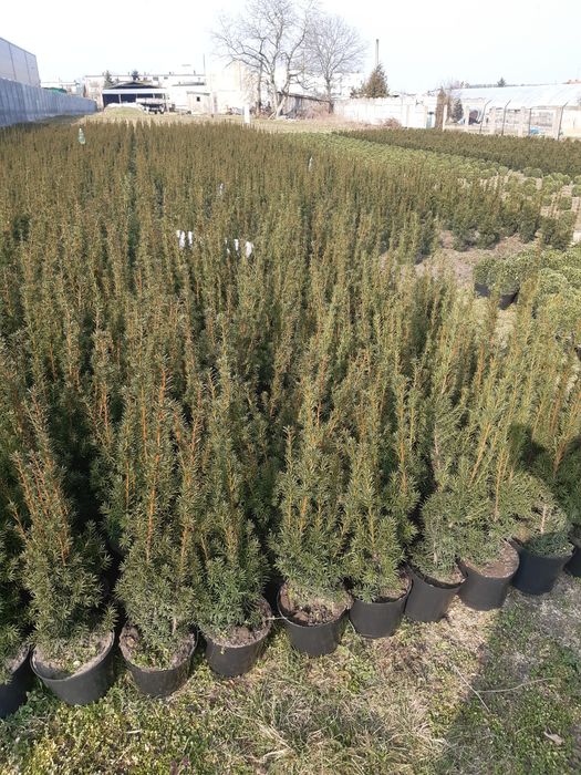 Cis hicksii hilli baccata 80cm taxus
