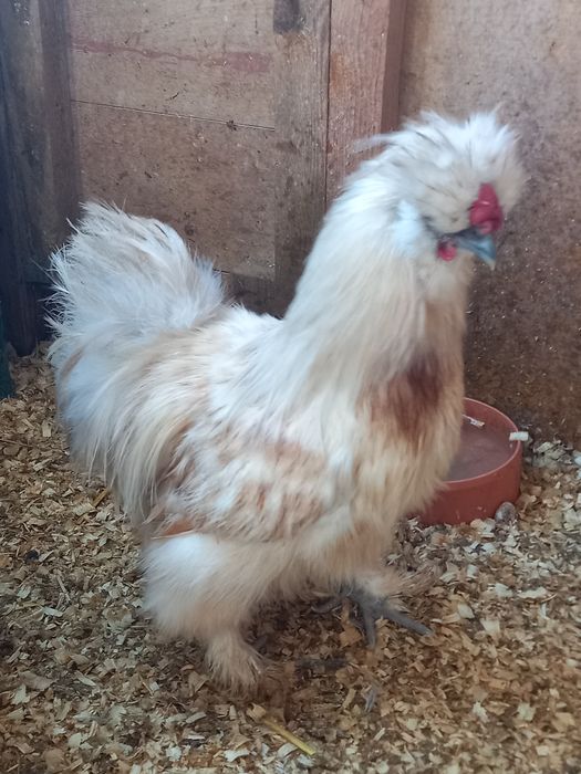 Sprzedam Koguty silki