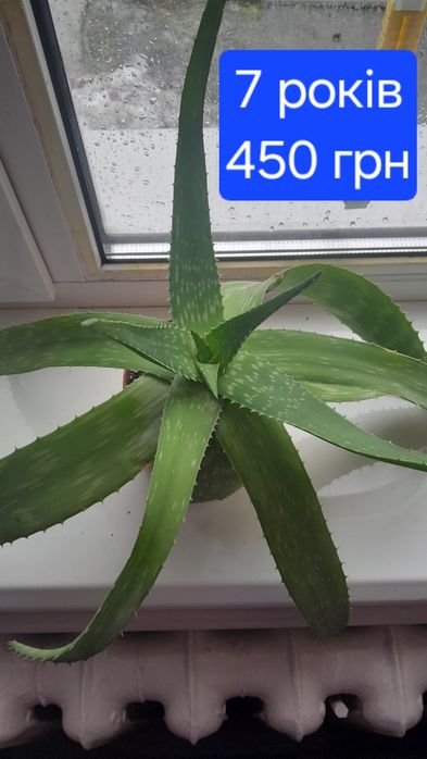 Алое лікарське доросле