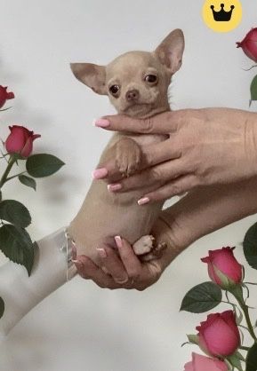 Чихуахуа. Супер малыш